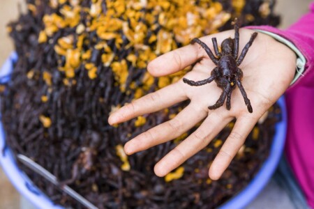 Eating spiders in Cambodia