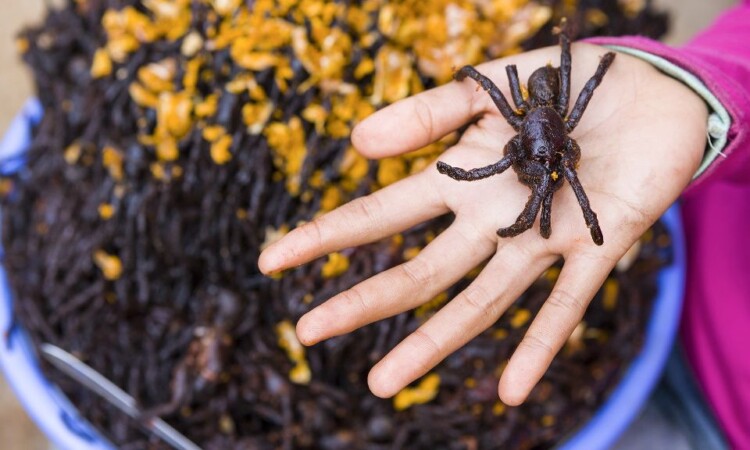 Eating spiders in Cambodia